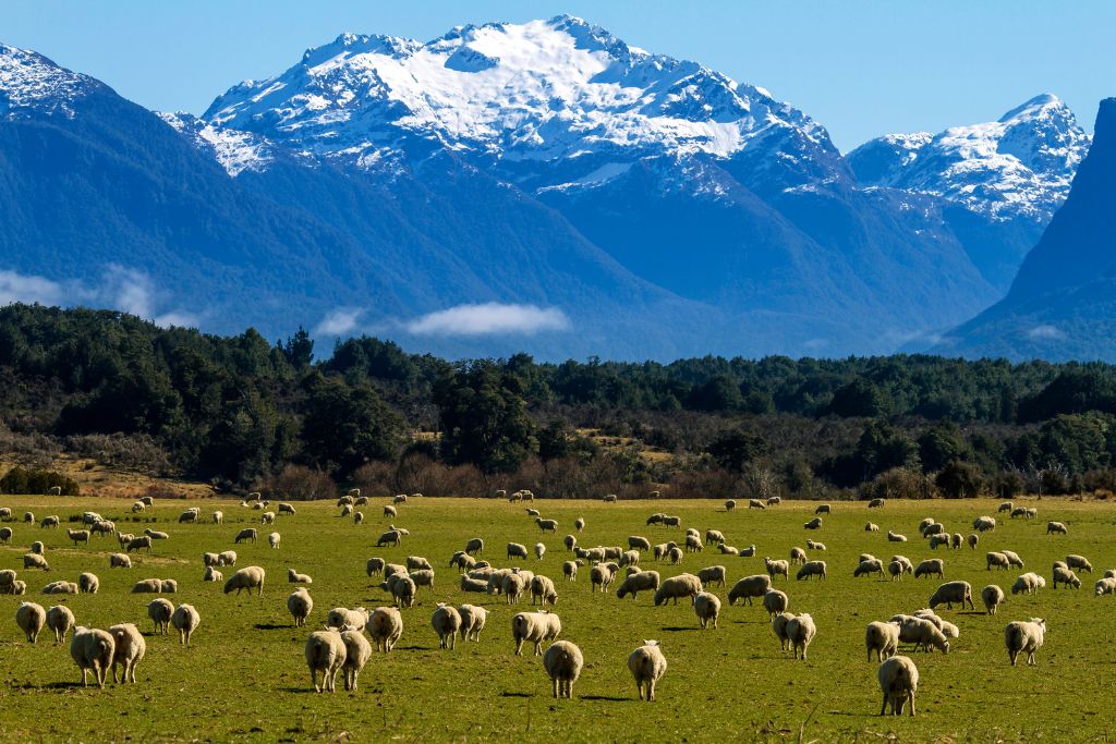 Working Holiday Visa In New-Zealand